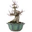 Acer palmatum, 15 cm, ± 30 Jahre alt