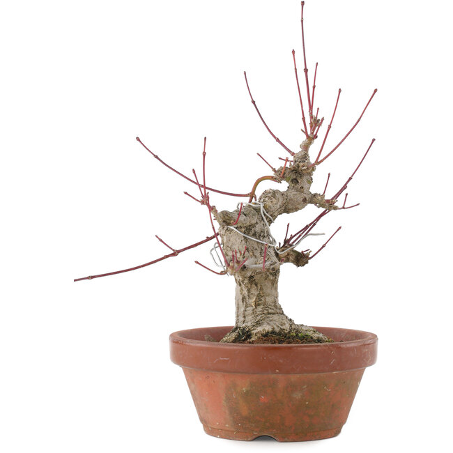 Acer palmatum, 15 cm, ± 30 años