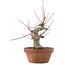 Acer palmatum, 15 cm, ± 30 Jahre alt