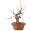Acer palmatum, 15 cm, ± 30 years old