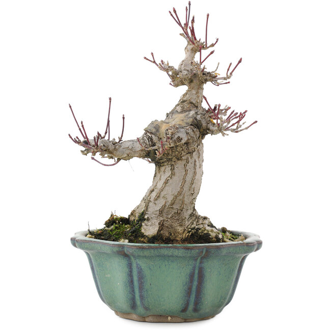 Acer palmatum, 15 cm, ± 30 years old