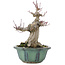 Acer palmatum, 15 cm, ± 30 jaar oud