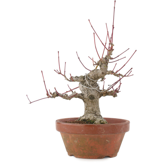 Acer palmatum, 15 cm, ± 30 jaar oud