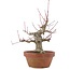 Acer palmatum, 15 cm, ± 30 Jahre alt