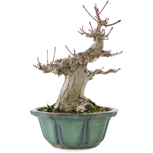 Acer palmatum, 15 cm, ± 30 jaar oud