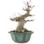 Acer palmatum, 15 cm, ± 30 Jahre alt