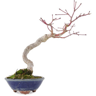 Acer palmatum, 20 cm, ± 15 anni