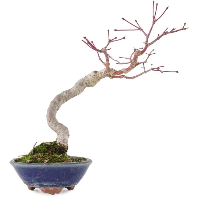 Acer palmatum, 20 cm, ± 15 Jahre alt