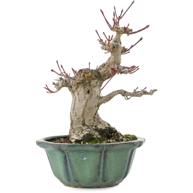 Acer palmatum, 15 cm, ± 30 jaar oud