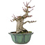 Acer palmatum, 15 cm, ± 30 Jahre alt