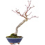 Acer palmatum, 20 cm, ± 15 Jahre alt