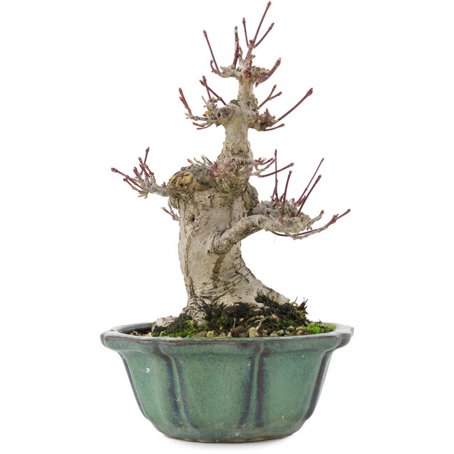 Acer palmatum, 15 cm, ± 30 Jahre alt