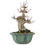 Acer palmatum, 15 cm, ± 30 anni