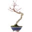 Acer palmatum, 20 cm, ± 15 Jahre alt