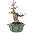 Acer palmatum, 15 cm, ± 30 anni