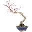 Acer palmatum, 20 cm, ± 15 jaar oud