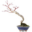 Acer palmatum, 20 cm, ± 15 jaar oud