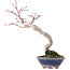 Acer palmatum, 20 cm, ± 15 Jahre alt