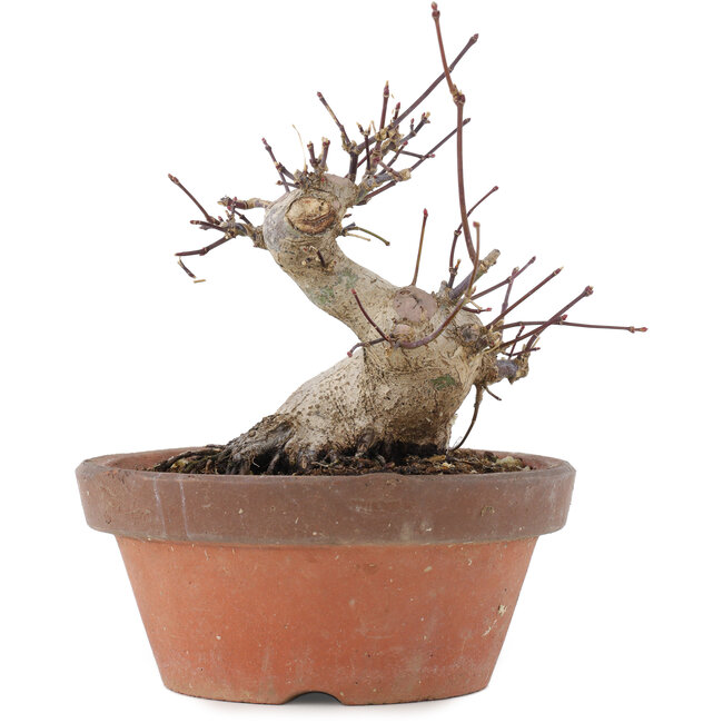 Acer palmatum, 12 cm, ± 20 ans
