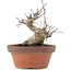 Acer palmatum, 12 cm, ± 20 jaar oud