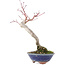 Acer palmatum, 20 cm, ± 15 Jahre alt