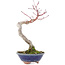 Acer palmatum, 20 cm, ± 15 Jahre alt