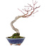 Acer palmatum, 20 cm, ± 15 Jahre alt