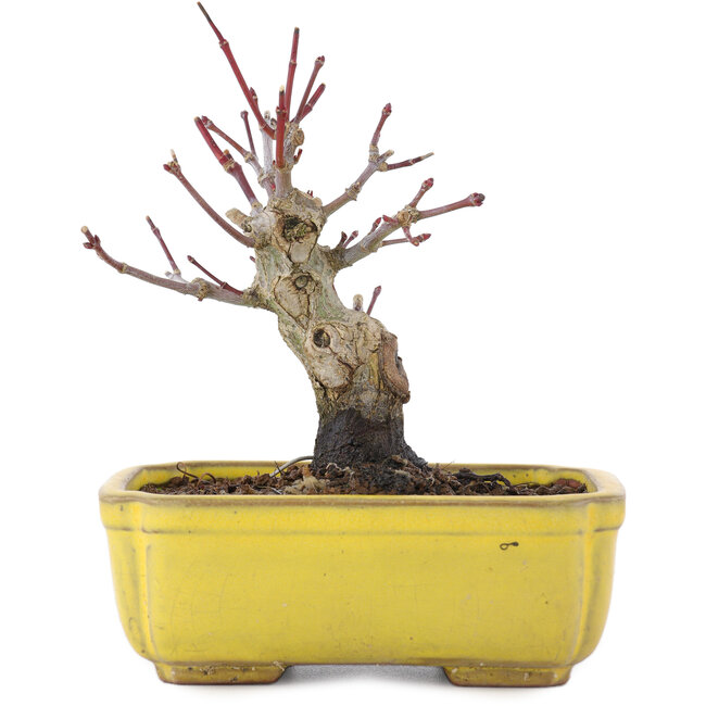 Acer palmatum, 10,5 cm, ± 10 jaar oud