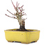 Acer palmatum, 10,5 cm, ± 10 Jahre alt