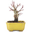 Acer palmatum, 10,5 cm, ± 10 Jahre alt