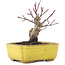 Acer palmatum, 10,5 cm, ± 10 Jahre alt