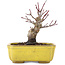 Acer palmatum, 10,5 cm, ± 10 ans