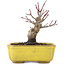 Acer palmatum, 10,5 cm, ± 10 Jahre alt