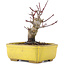 Acer palmatum, 10,5 cm, ± 10 Jahre alt