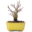 Acer palmatum, 10,5 cm, ± 10 Jahre alt