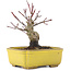 Acer palmatum, 10,5 cm, ± 10 Jahre alt