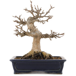 Acer buergerianum, 17,5 cm, ± 20 jaar oud