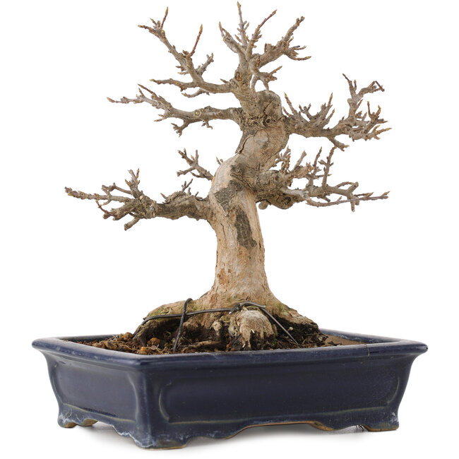 Acer buergerianum, 17,5 cm, ± 20 jaar oud