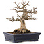Acer buergerianum, 17,5 cm, ± 20 anni