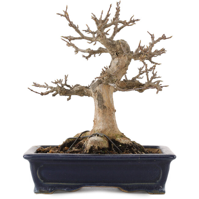 Acer buergerianum, 17,5 cm, ± 20 years old