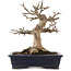 Acer buergerianum, 17,5 cm, ± 20 anni