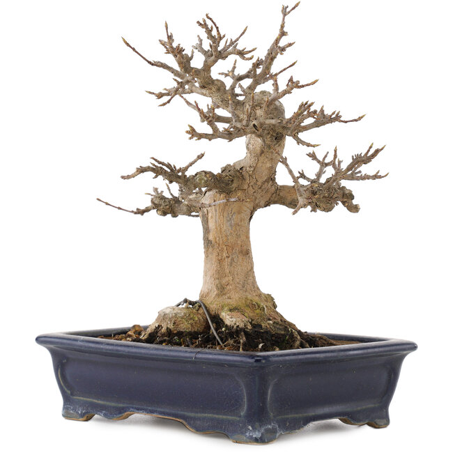 Acer buergerianum, 17,5 cm, ± 20 anni