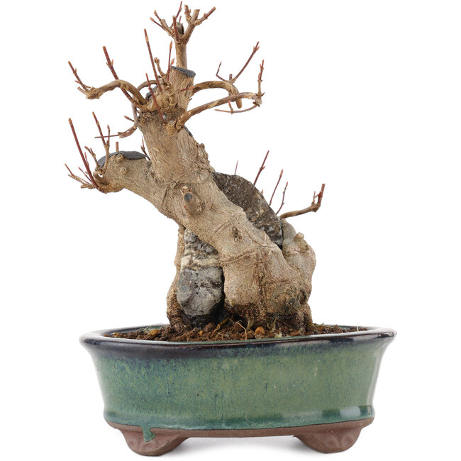 Acer buergerianum, 17 cm, ± 15 years old