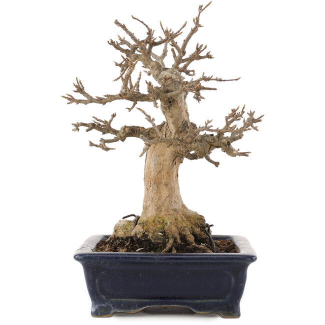 Acer buergerianum, 17,5 cm, ± 20 años