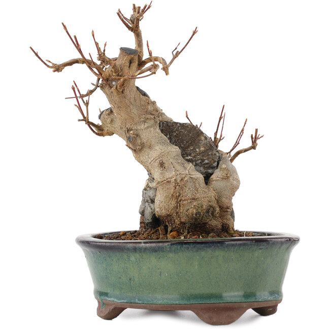 Acer buergerianum, 17 cm, ± 15 jaar oud