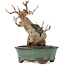 Acer buergerianum, 17 cm, ± 15 years old