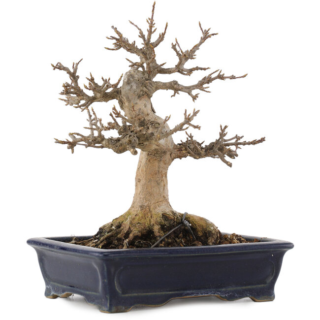 Acer buergerianum, 17,5 cm, ± 20 ans