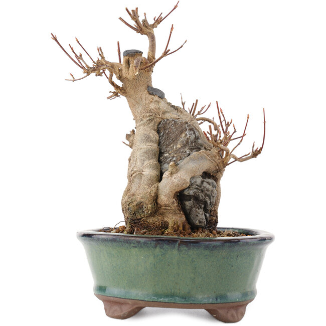 Acer buergerianum, 17 cm, ± 15 jaar oud