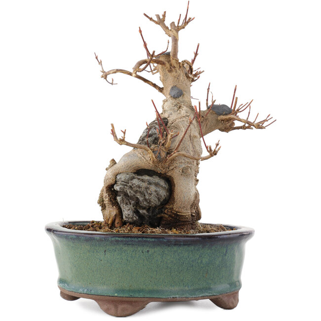 Acer buergerianum, 17 cm, ± 15 años