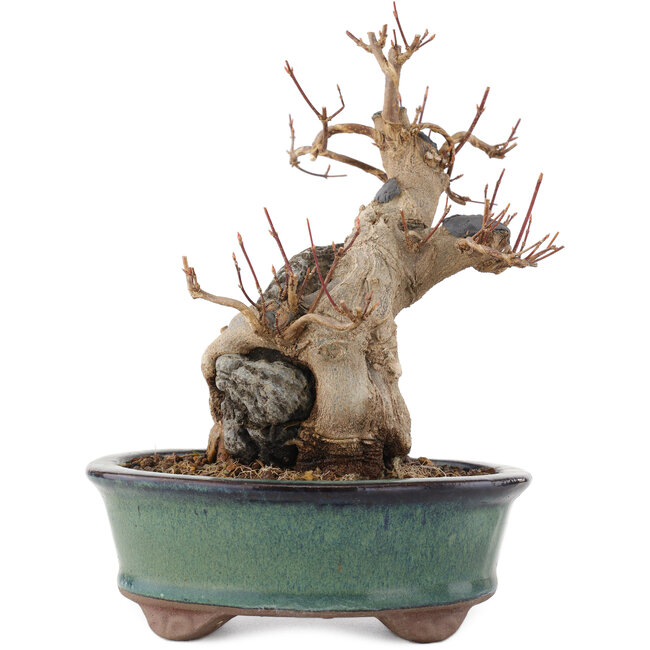 Acer buergerianum, 17 cm, ± 15 años